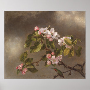 Hummingbird and Apple Blossoms Poster