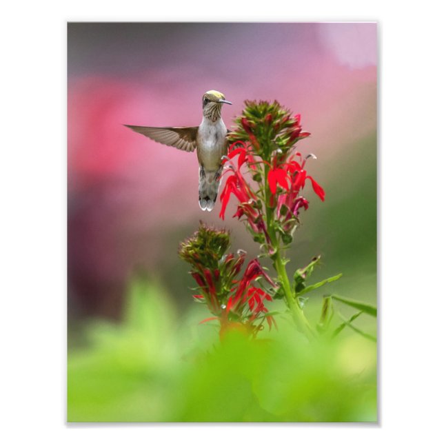 Hummingbird And Cardinal Flower Photo Print (Front)