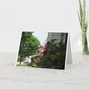 Hummingbird and Clematis, Friend Card