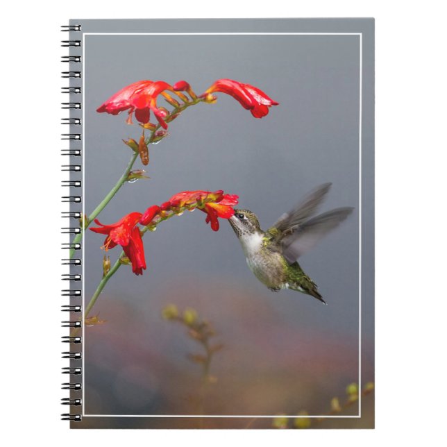Hummingbird And Crocosmia Notebook (Front)