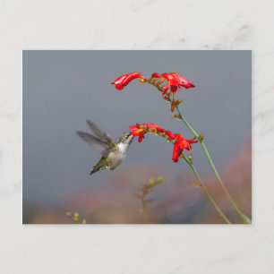 Hummingbird And Crocosmia Postcard