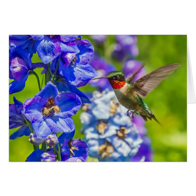 Hummingbird And Delphinium (Front Horizontal)