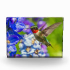 Hummingbird And Delphinium
