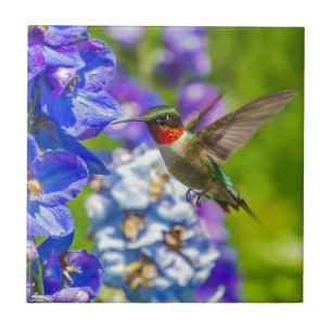 Hummingbird And Delphinium Tile