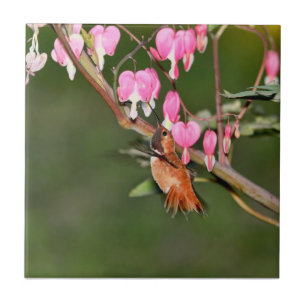 Hummingbird and Flowers Picture Tile