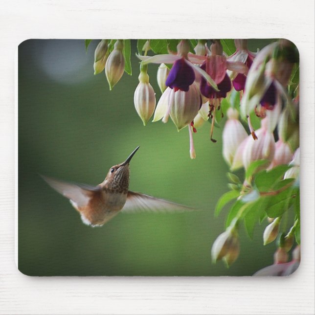 Hummingbird And Fushia Flower Plant Mousepad (Front)