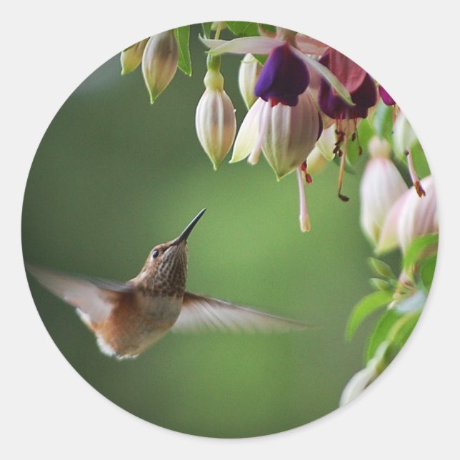 Hummingbird And Fushia Flower Plant Sticker (Front)