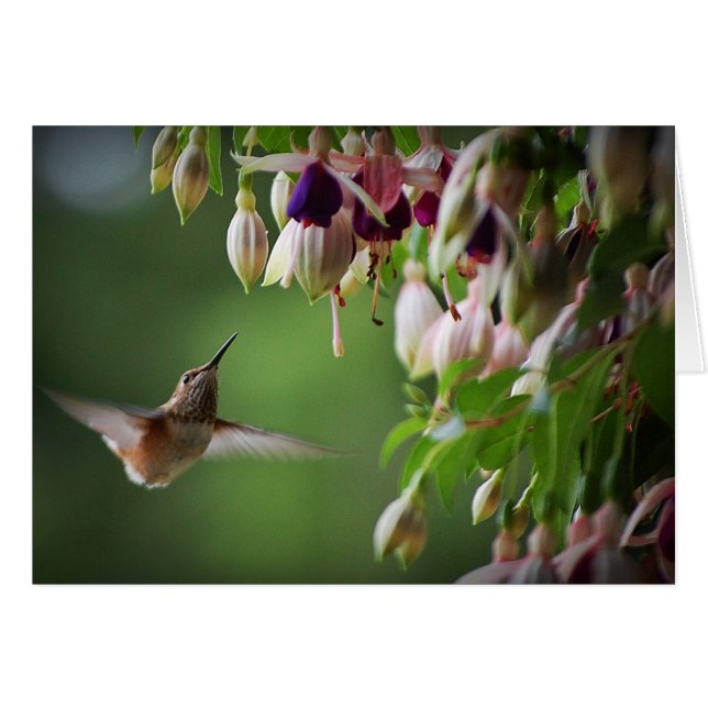 Hummingbird and Fushia Plant (Front Horizontal)