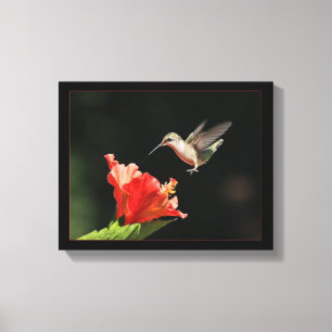 Hummingbird And Hibiscus Canvas Print