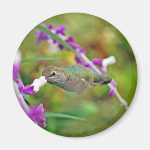 Hummingbird and Mexican Sage II Magnet