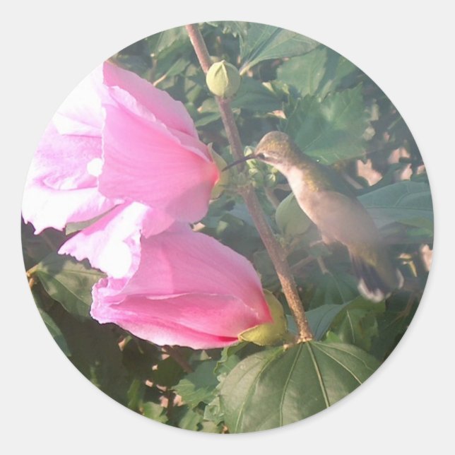 Hummingbird and Rose of Sharon Classic Round Sticker (Front)