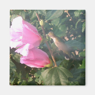 Hummingbird and Rose of Sharon Magnet