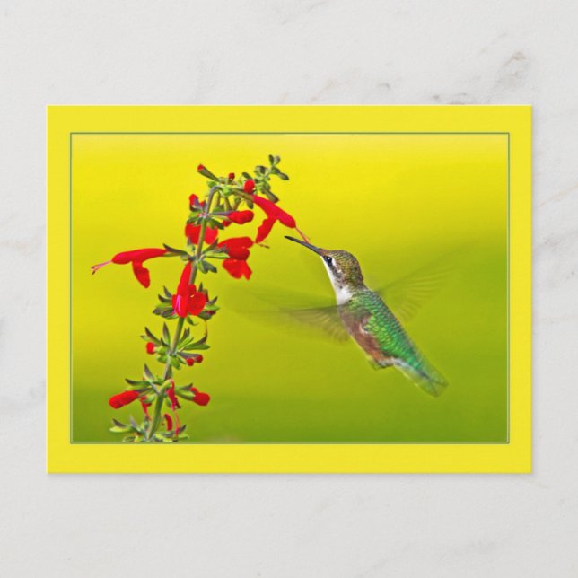 Hummingbird and Salvia Postcard (Front)