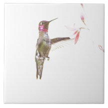 Hummingbird and single Flower