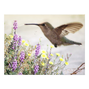 Hummingbird and Wildflowers Digital Art Photo Print