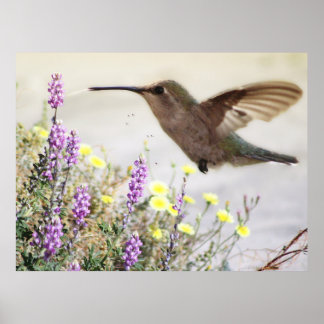 Hummingbird and Wildflowers Digital Art  Poster