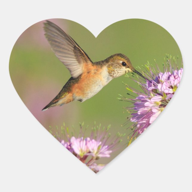 Hummingbird and Wildflowers Heart Sticker (Front)