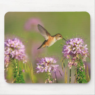 Hummingbird and Wildflowers Mouse Mat