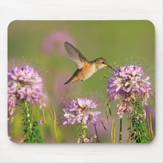 Hummingbird and Wildflowers Mouse Mat (Front)