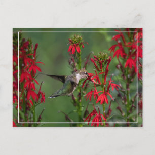Hummingbird At Cardinal Flower Postcard
