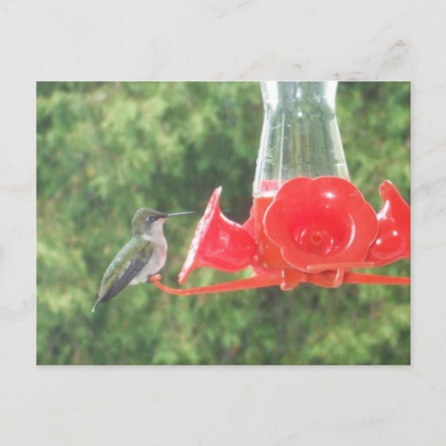 Hummingbird at Feeder Postcard (Front)