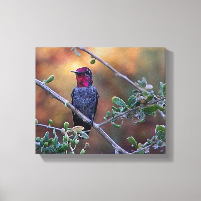 hummingbird at sunset canvas (Front)