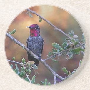 Hummingbird at sunset coaster