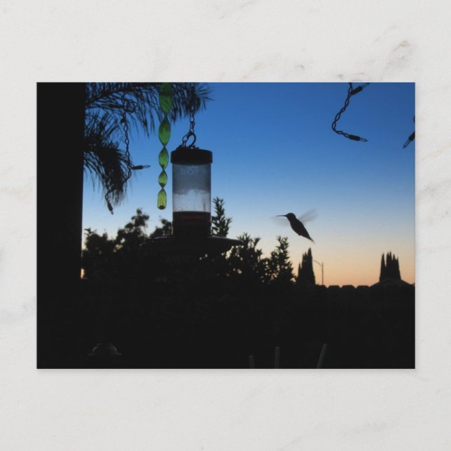 Hummingbird at Sunset Postcard (Front)