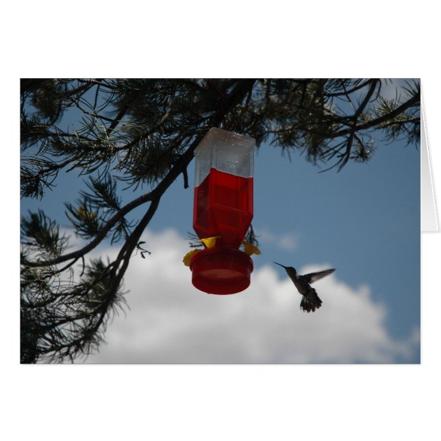 HUMMINGBIRD AT THE FEEDER (Front Horizontal)