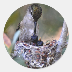 Hummingbird Babies Classic Round Sticker