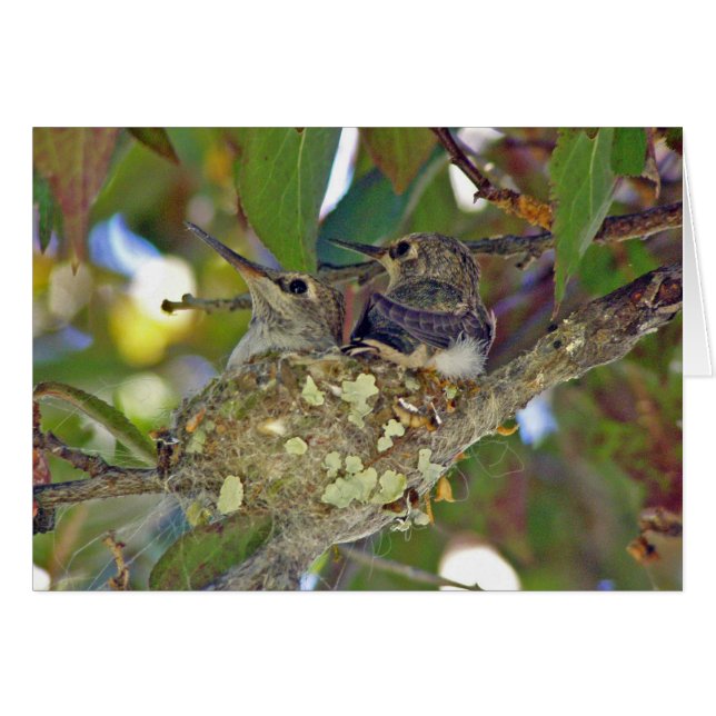 Hummingbird babies in nest - Card (Front Horizontal)