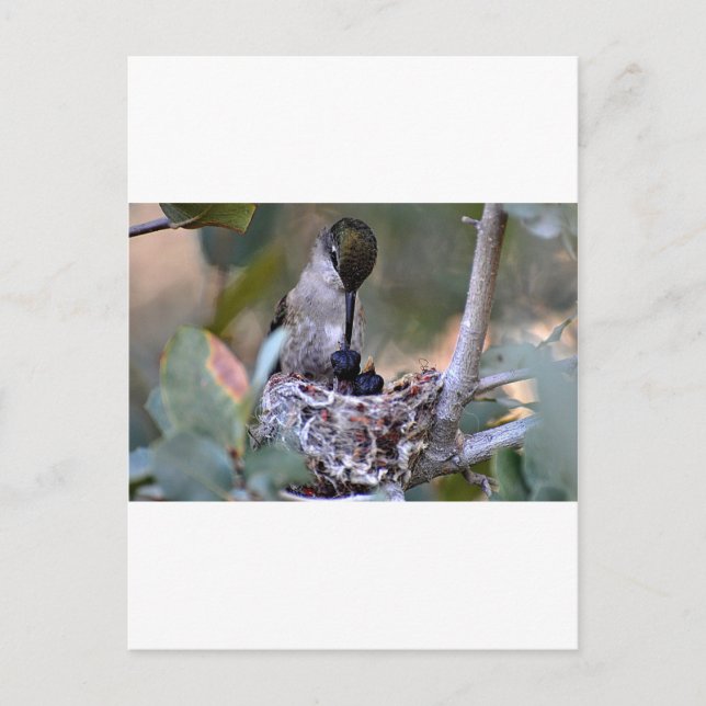 Hummingbird Babies Postcard (Front)