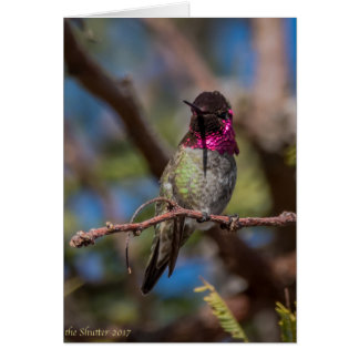 Hummingbird Beauty