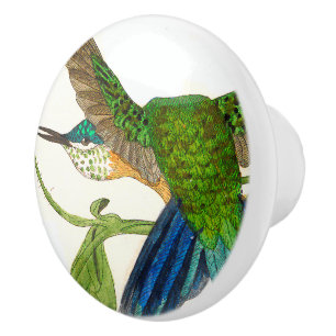 Hummingbird Bird Animal Wildlife Knob