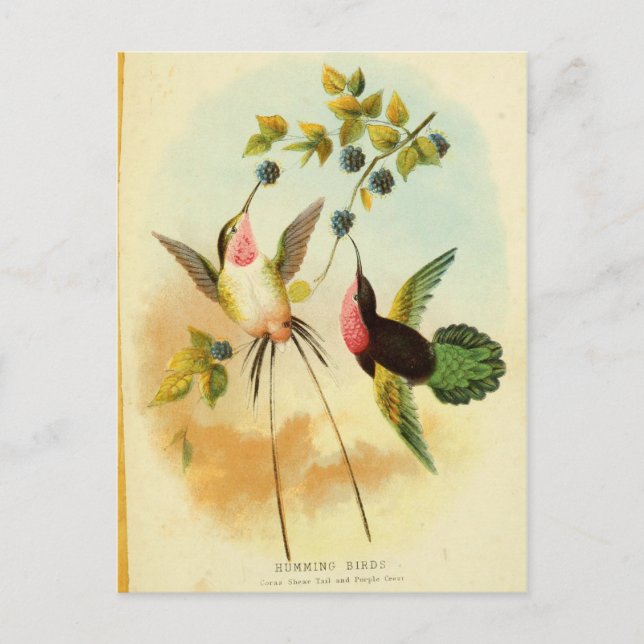 Hummingbird, Bird Illustration, Bird Art, Vintage Postcard (Front)