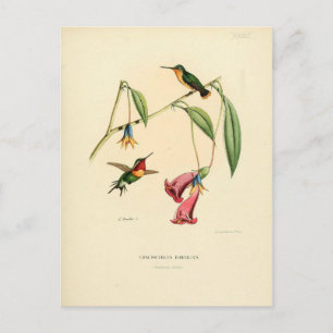 Hummingbird, Bird Illustration, Bird Art, Vintage Postcard
