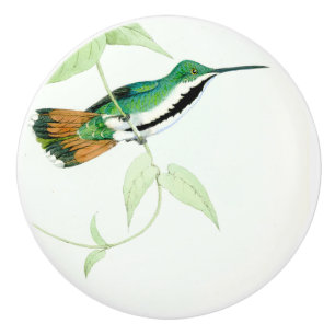 Hummingbird Bird Wildlife Animal Garden Knob