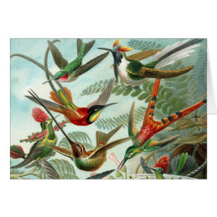 hummingbird bird wildlife classic painting