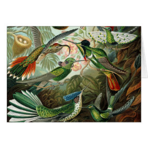 hummingbird bird wildlife classic painting