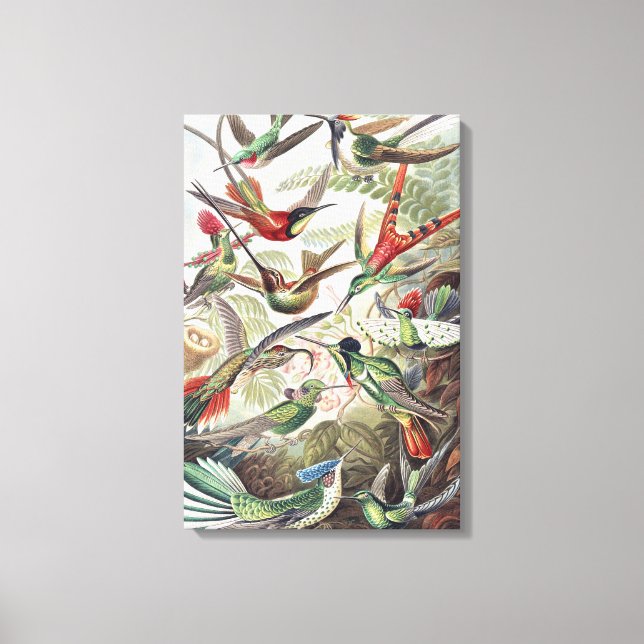 Hummingbird Bird Wildlife Classic Painting Canvas Print (Front)
