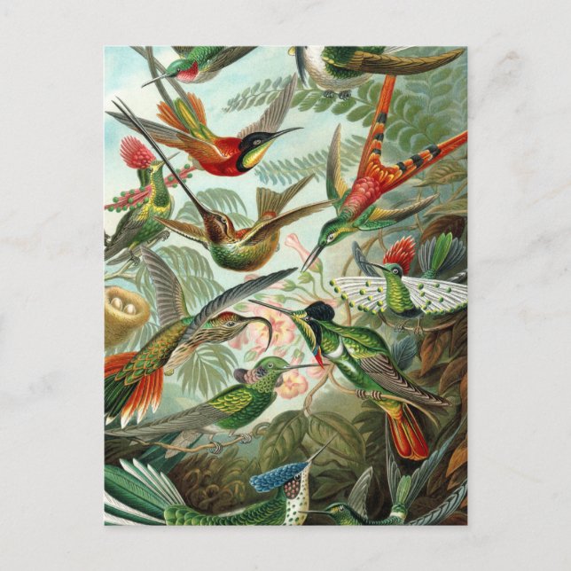 hummingbird bird wildlife classic painting postcard (Front)