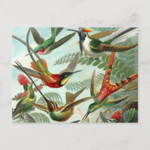hummingbird bird wildlife classic painting postcard