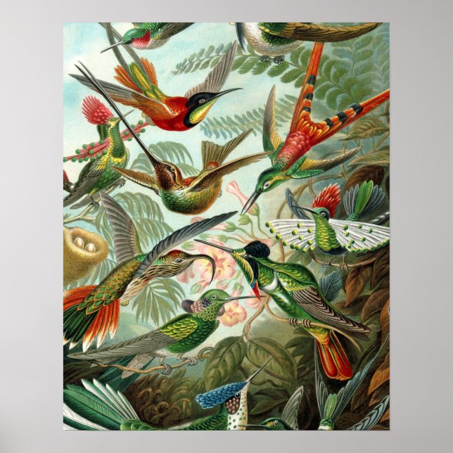 hummingbird bird wildlife classic painting poster (Front)
