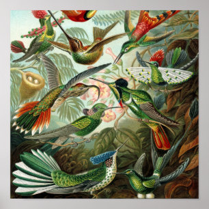 hummingbird bird wildlife classic painting poster