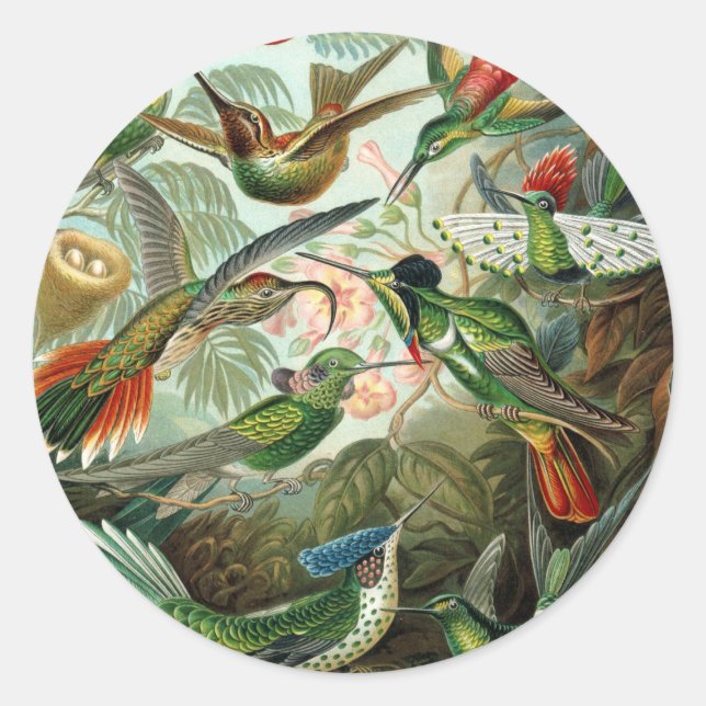 hummingbird bird wildlife classic painting round sticker (Front)