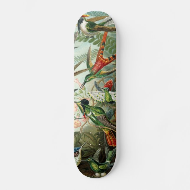 hummingbird bird wildlife classic painting skateboard (Front)