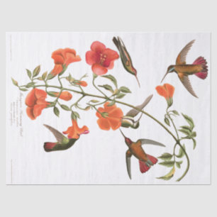 Hummingbird Birds Audubon Flowers Tissue Paper