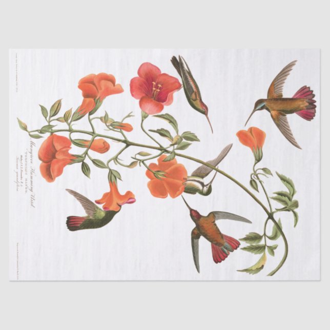 Hummingbird Birds Audubon Flowers Tissue Paper (Front)
