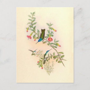 Hummingbird Birds Flowers Floral Animals Wildlife Postcard