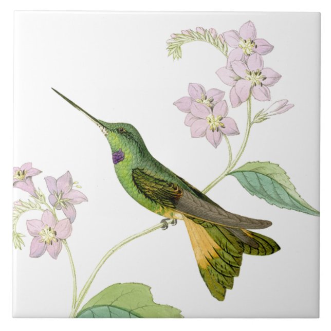 Hummingbird Birds Flowers Floral Wildlife Animals Tile (Front)